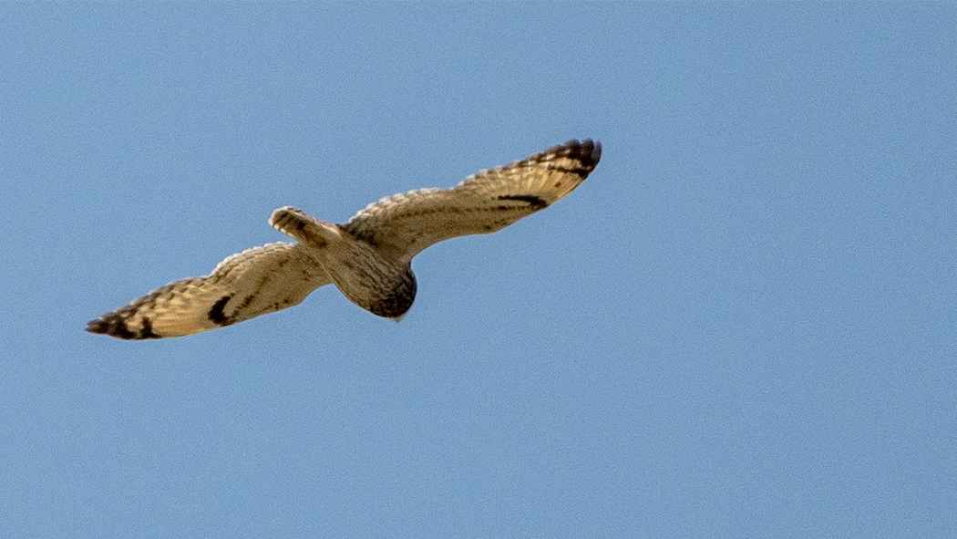 Short-eared Owl